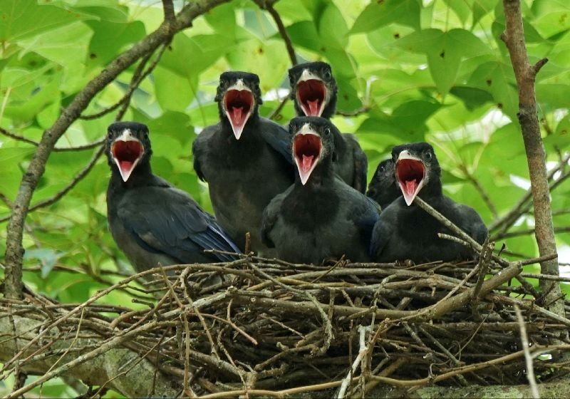 A handout photo made available by the Taipei Zoo shows newly-hatched Taiwan Blue Magpies (Urocissa caerulea) chicks wait for their parents to bring them food in their nest on a tree at the Taipei Zoo in Taipei, Taiwan.  (Photo by Chan Te-Chuan/EPA/EFE)